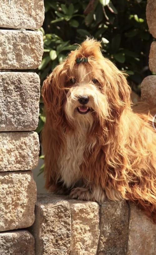 Leo im Garten