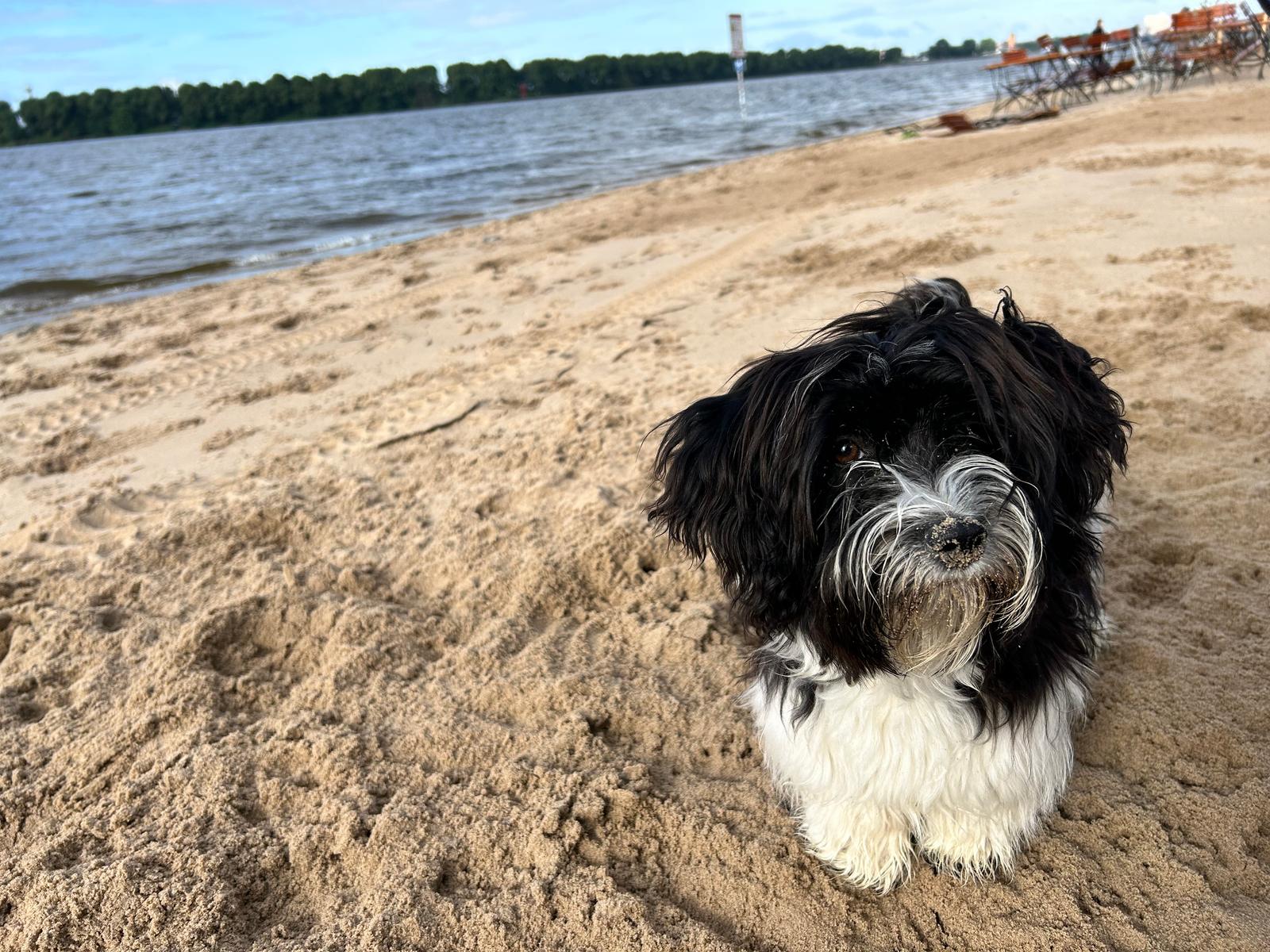 Havaneser Welpe am Elbstrand Hamburg