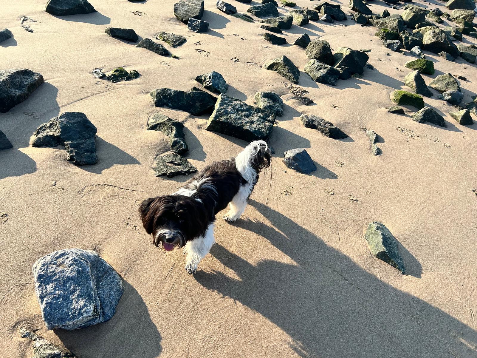 Havaneser beim Spaziergang an der Elbe