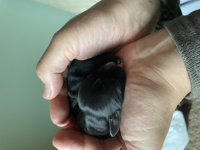 Neugeborener Havaneser Welpe in der Hand