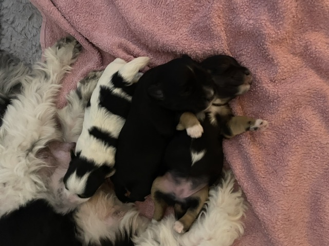 Havaneser Welpen bei Mama trinken